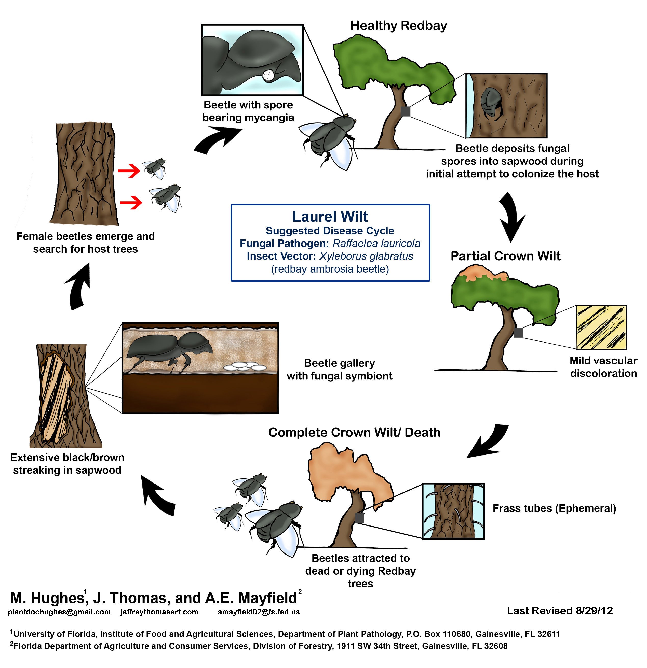 Figure 3 – Disease cycle of laurel wilt (http://www.fs.fed.us/r8/foresthealth/laurelwilt/disease_cycle/laurel_wilt_in_redbay.jpg)